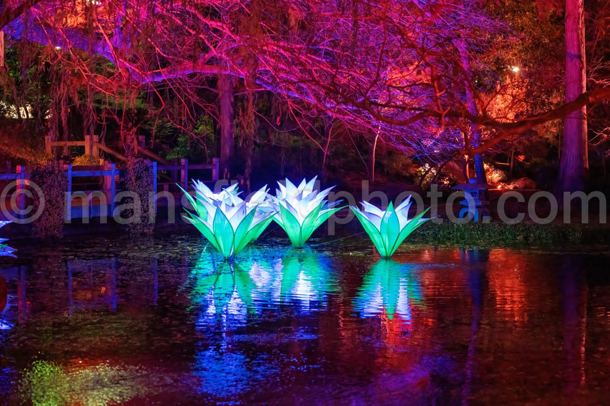 Lightscape At Fort Worth Botanic Garden A4-11077