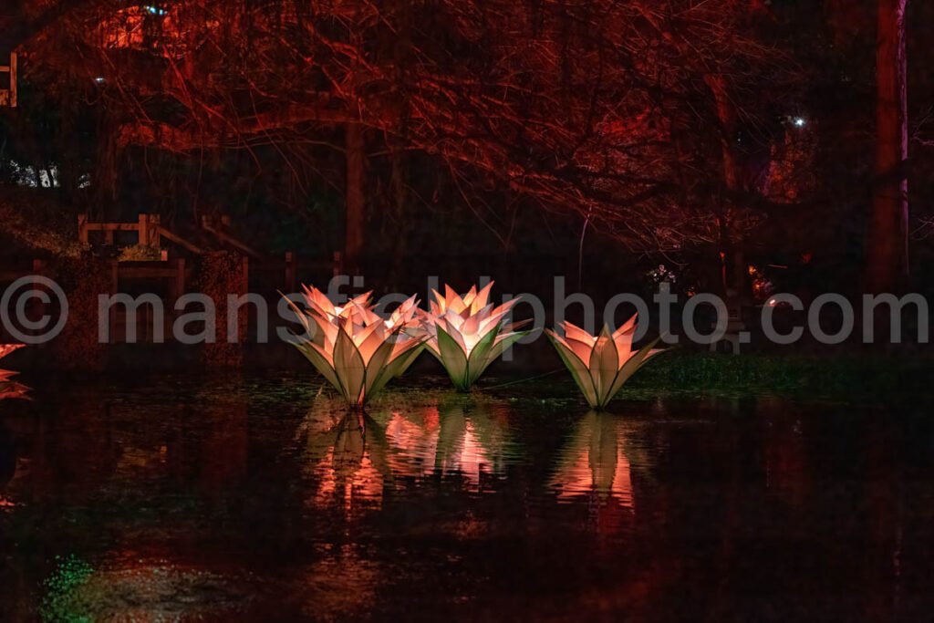 Lightscape At Fort Worth Botanic Garden A4-11078 - Mansfield Photography