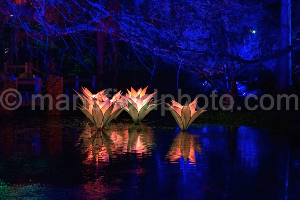 Lightscape At Fort Worth Botanic Garden A4-11079 - Mansfield Photography