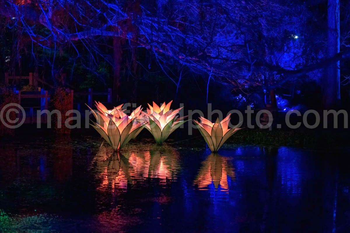 Lightscape At Fort Worth Botanic Garden A4-11079