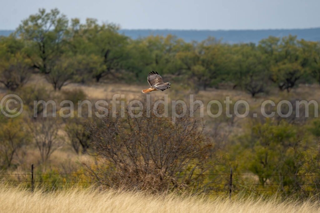 Red-Tailed Hawk A4-11201 - Mansfield Photography