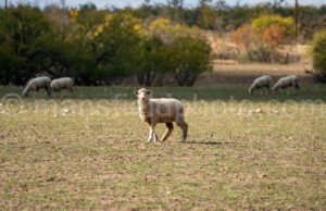 Sheep A4-11217 - Mansfield Photography