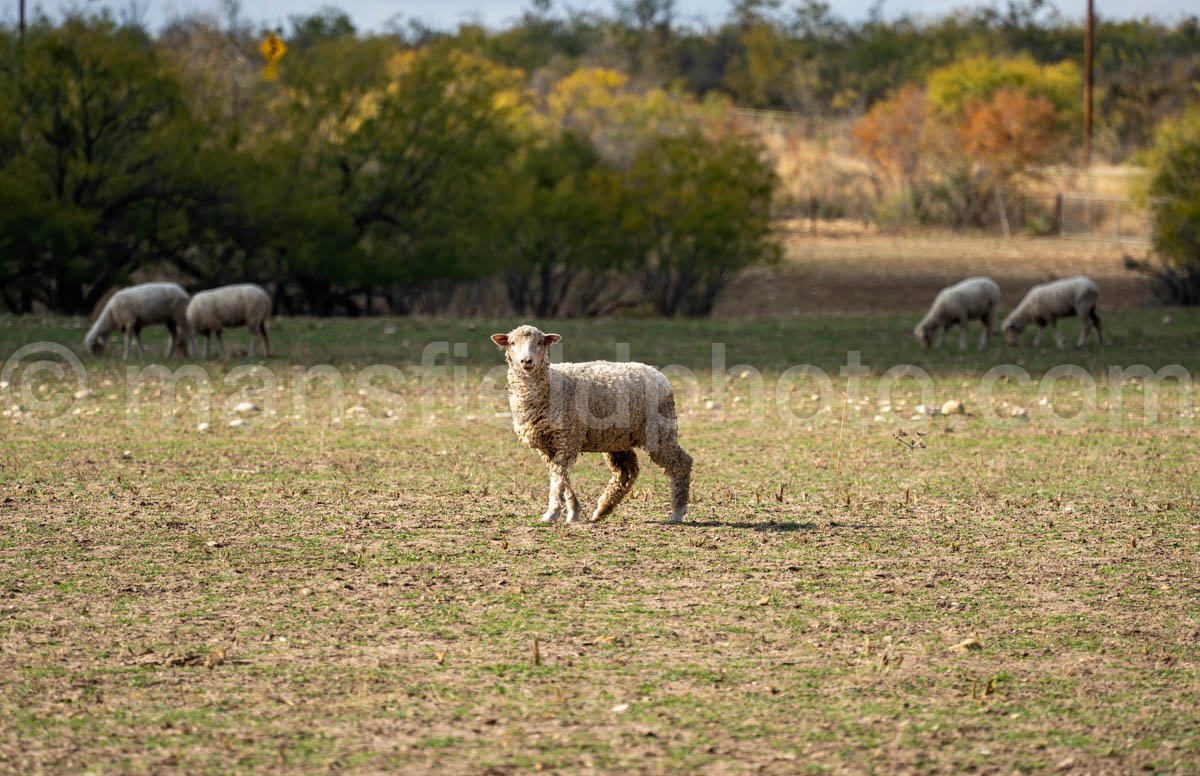 Sheep A4-11217