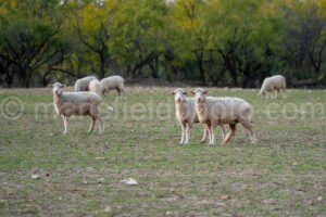 Sheep A4-11219 - Mansfield Photography