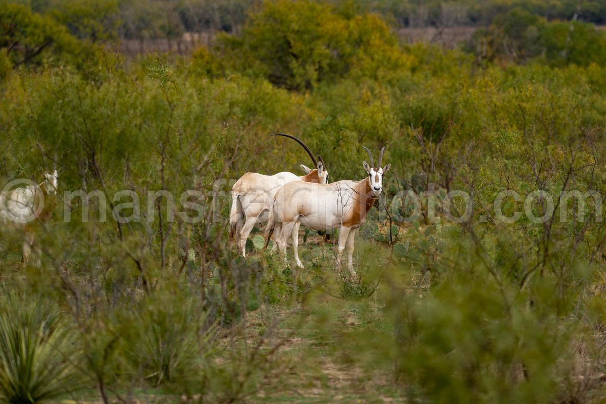 Scimitar-Horned Oryx A4-11231