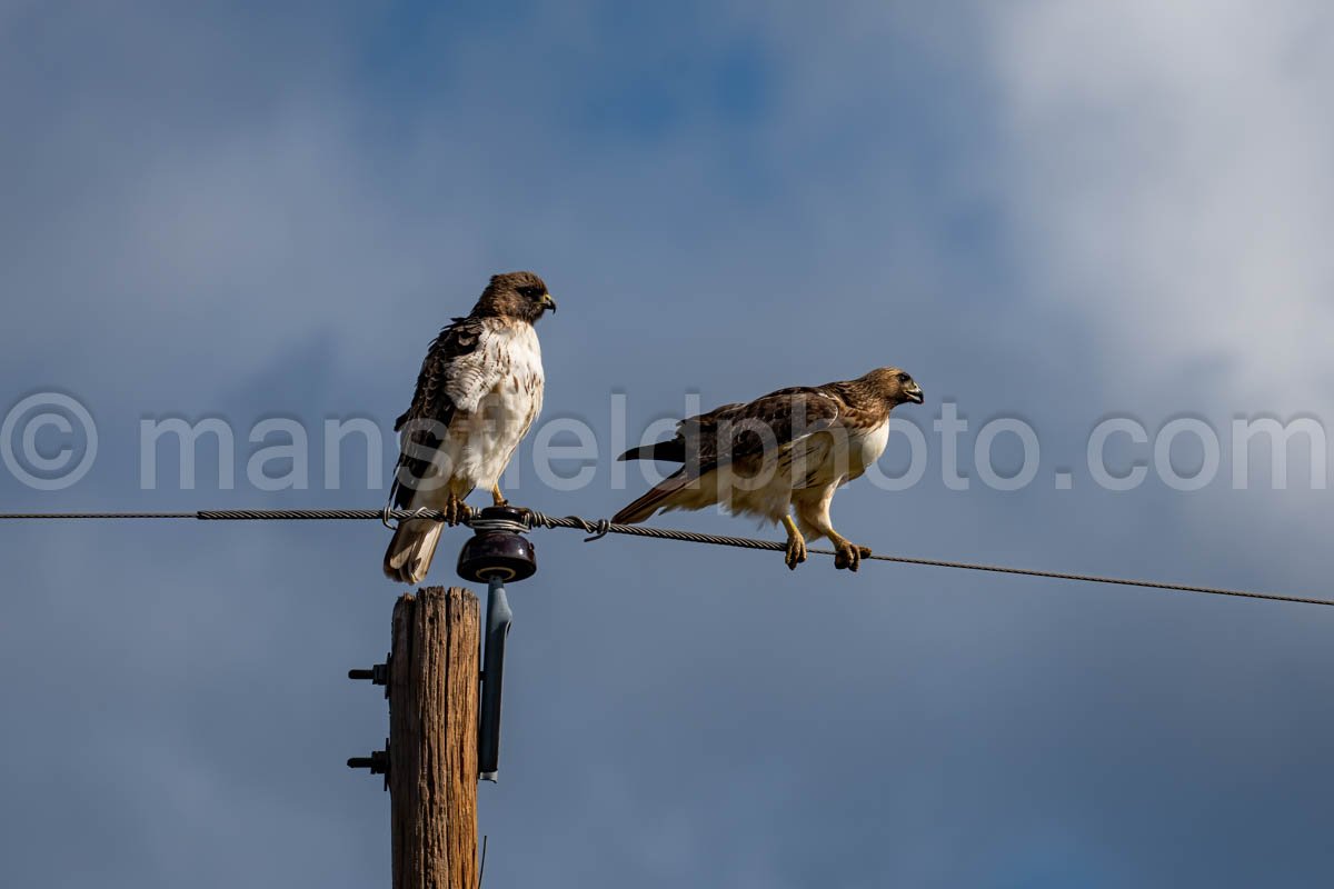 Red-Tailed Hawk A4-11234