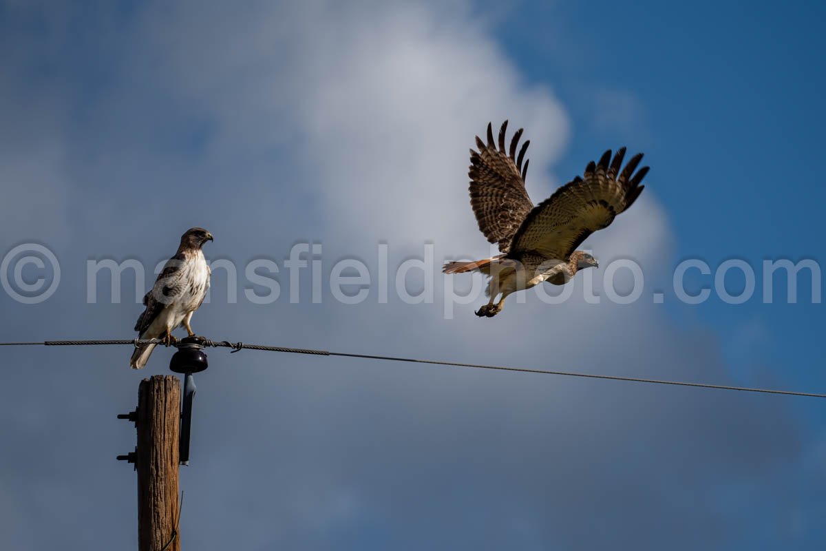 Red-Tailed Hawk A4-11240