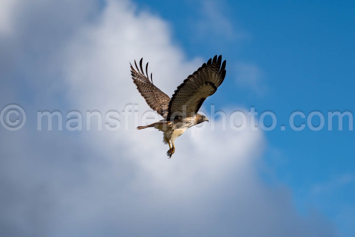 Red-Tailed Hawk A4-11244