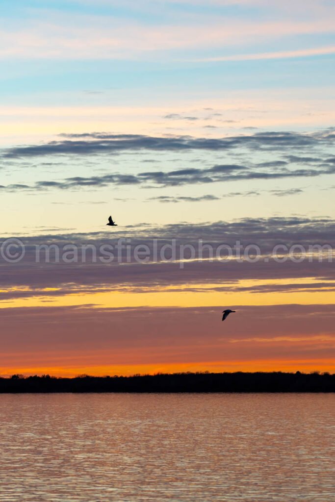 Sunset Gull A4-11901 - Mansfield Photography