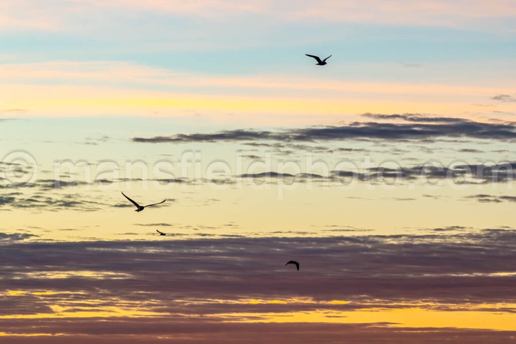 Sunset Gull A4-11911 - Mansfield Photography