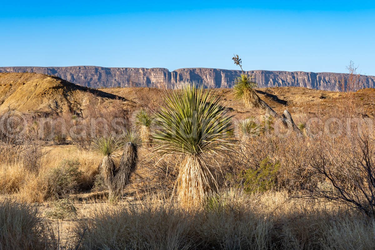 Green Sotol in Big Bend National Park A4-12115