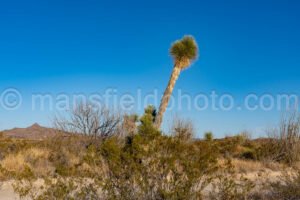 Soaptree Yucca In Big Bend National Park A4-12122 - Mansfield Photography