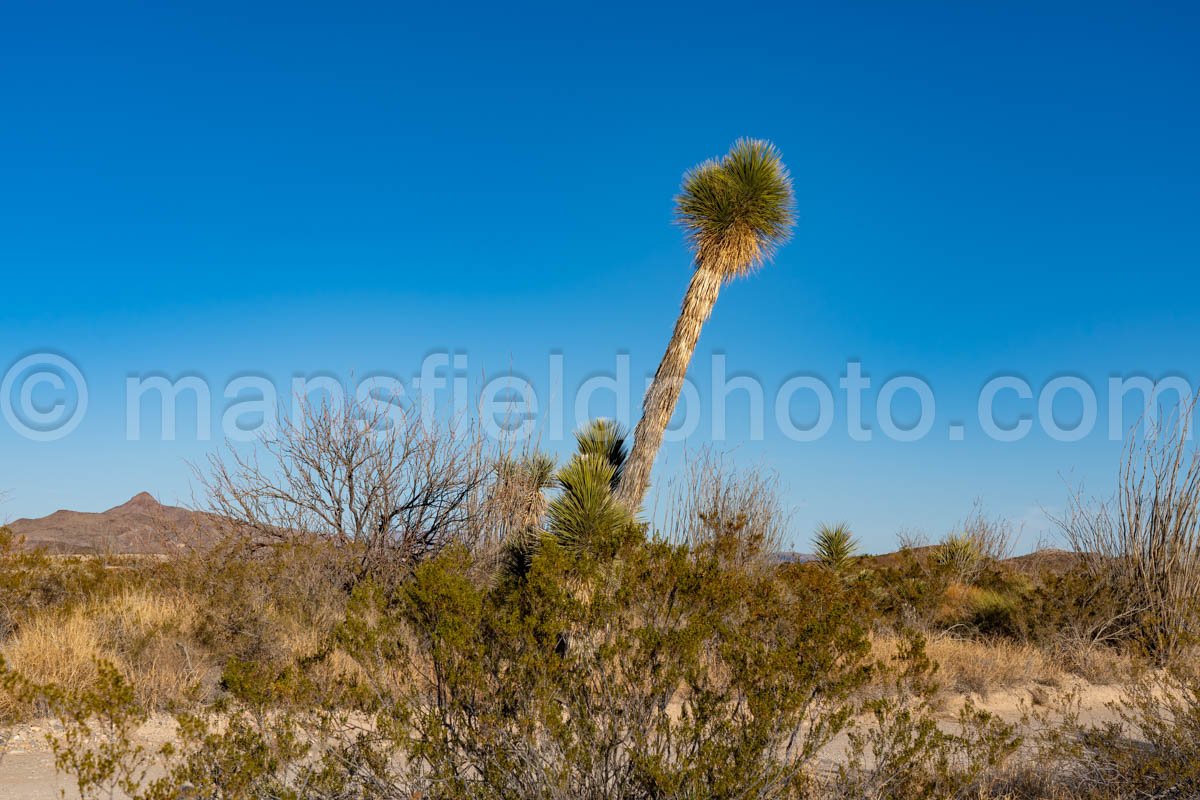 Soaptree Yucca In Big Bend National Park A4-12122