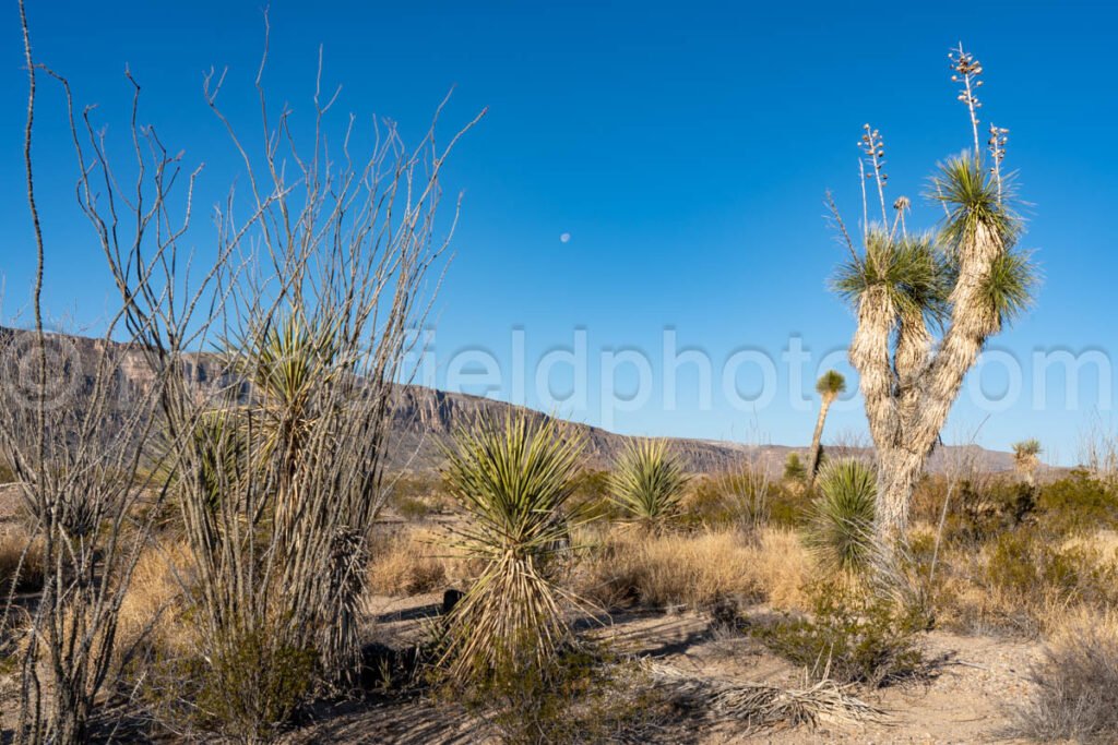 Old Maverick Road (Dirt Road), Big Bend A4-12123 - Mansfield Photography