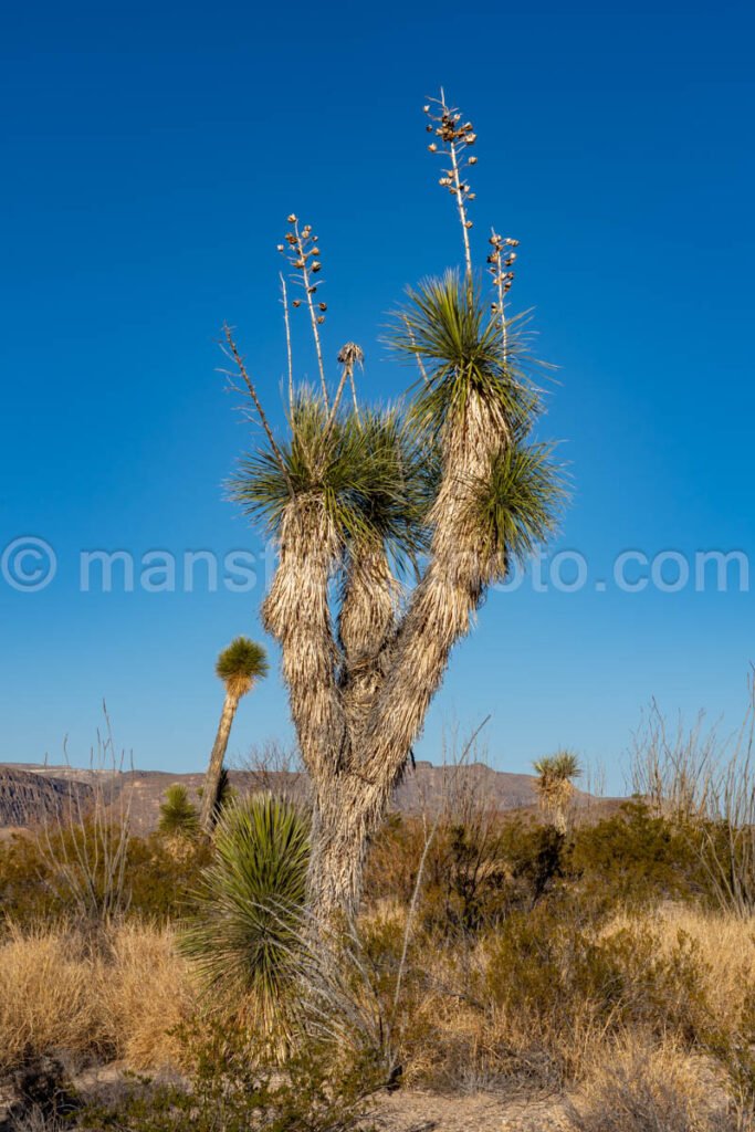 Soaptree Yucca in Big Bend National Park A4-12124 - Mansfield Photography