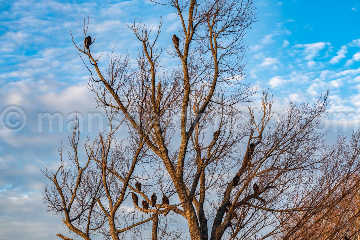 Vulture Tree At Lake Worth A4-13081