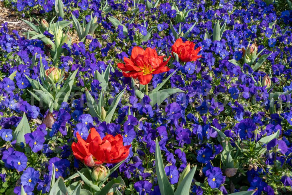 Flowers At Fort Worth Botanic Garden A4-13114 - Mansfield Photography