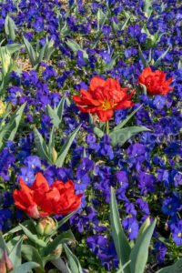 Flowers At Fort Worth Botanic Garden A4-13115 - Mansfield Photography
