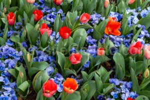 Flowers At Fort Worth Botanic Garden A4-13125 - Mansfield Photography