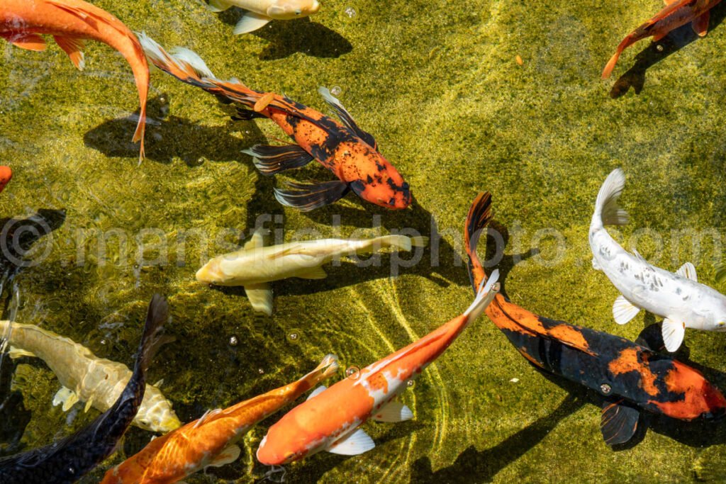 Koi Pond A4-13149 - Mansfield Photography