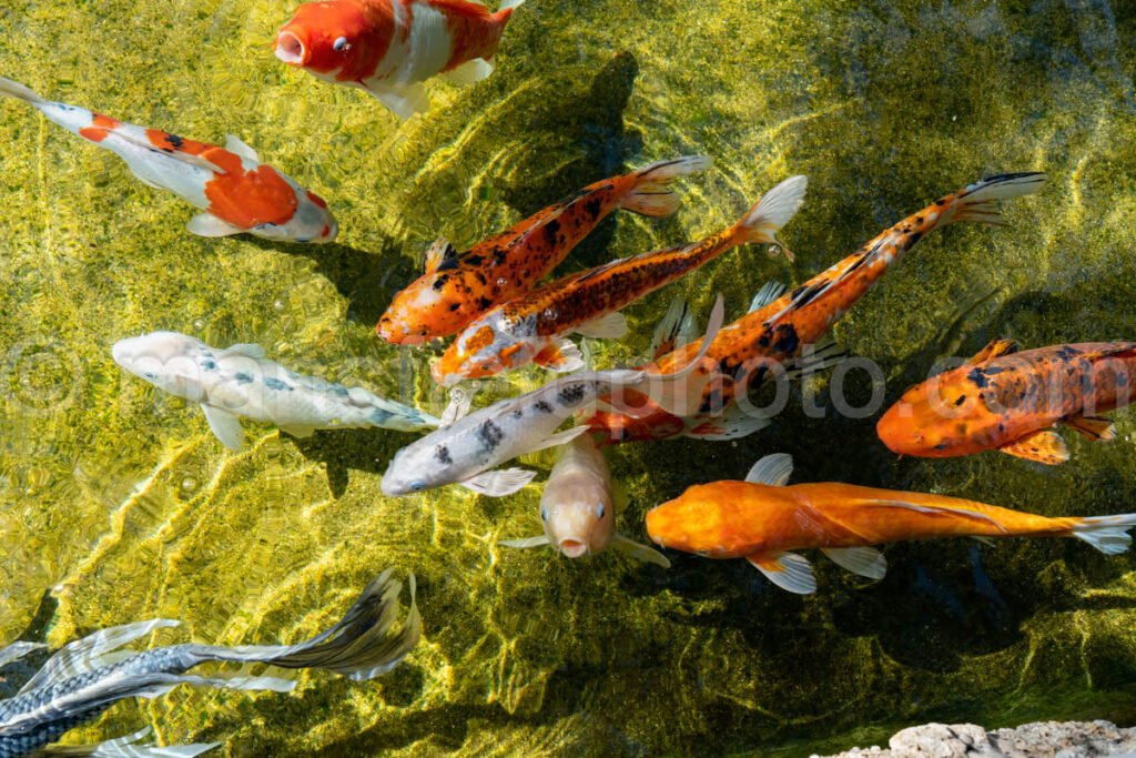 Koi Pond A4-13151 - Mansfield Photography