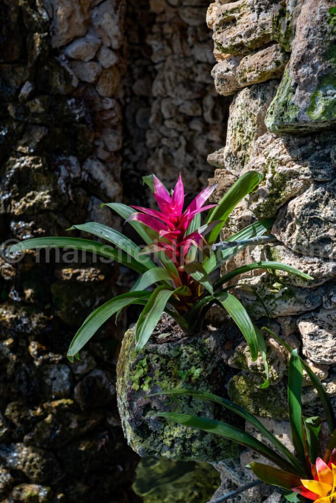 Koi Pond A4-13152 - Mansfield Photography