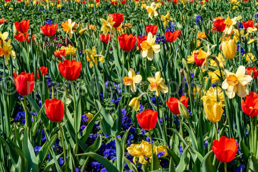 Lilies And Tulips A4-13161 - Mansfield Photography