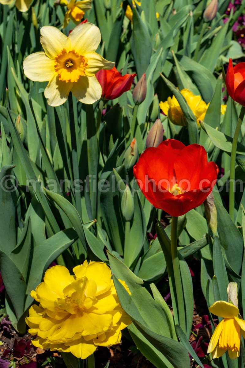 Lilies and Tulips A4-13173