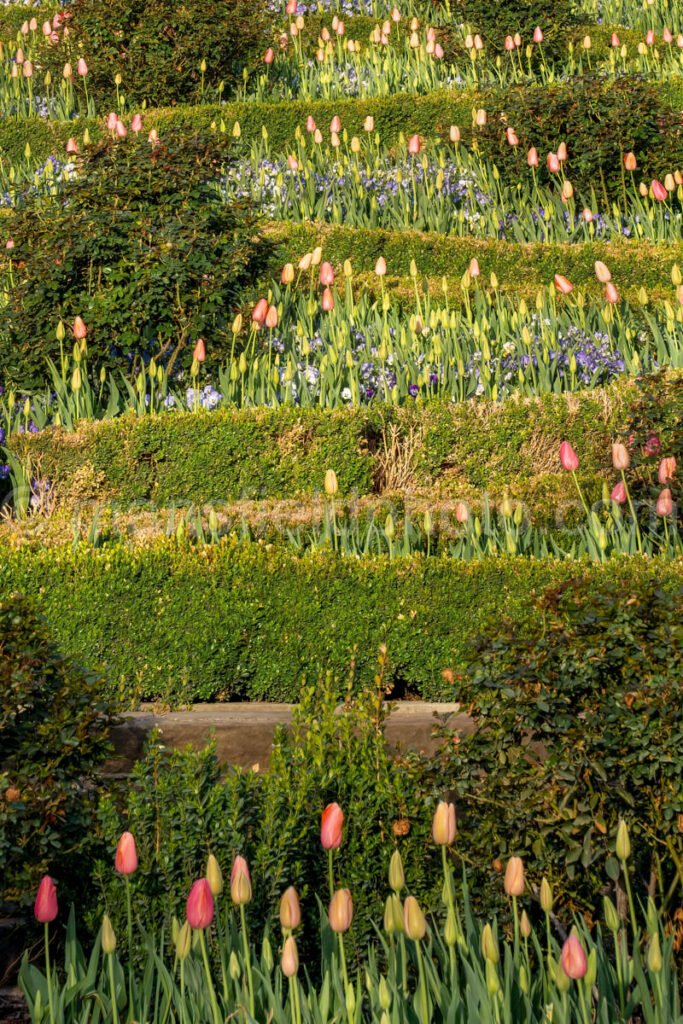 Tulips In The Rose Garden A4-13287 - Mansfield Photography