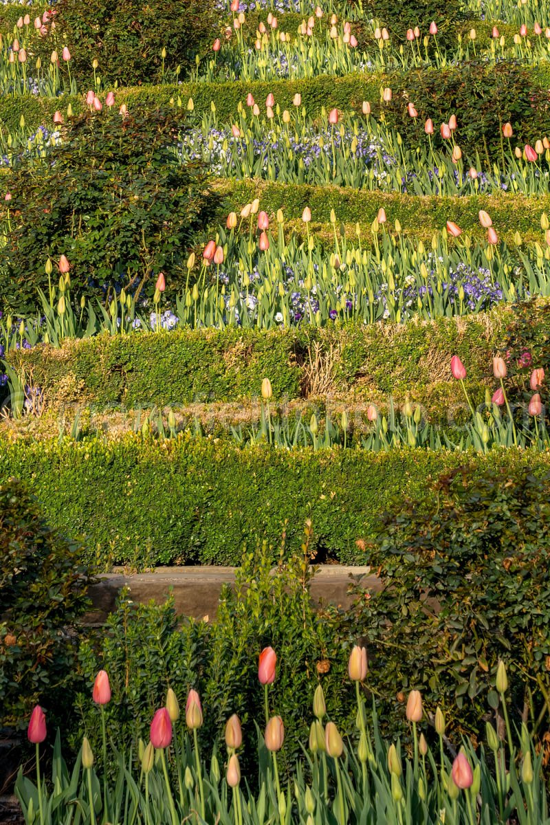 Tulips in the Rose Garden A4-13287