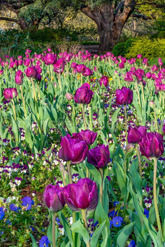 Field Of Tulips A4-13291 - Mansfield Photography