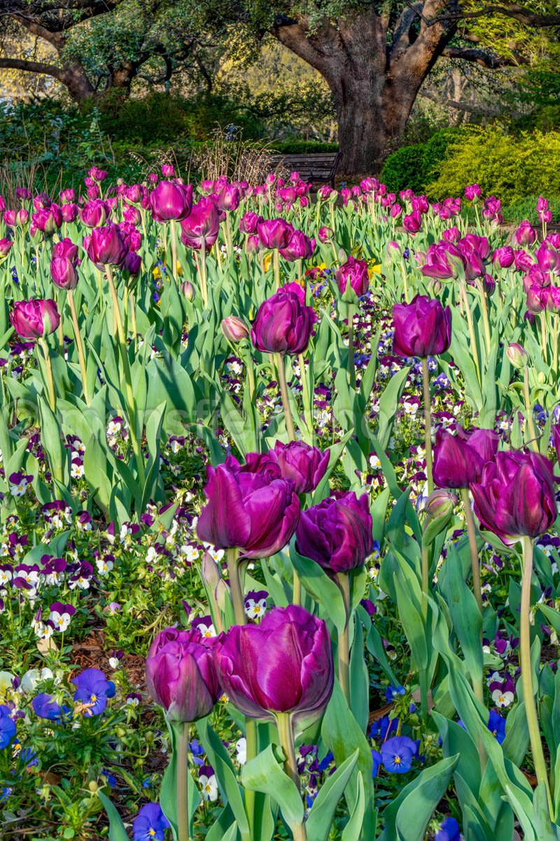 Field Of Tulips A4-13291