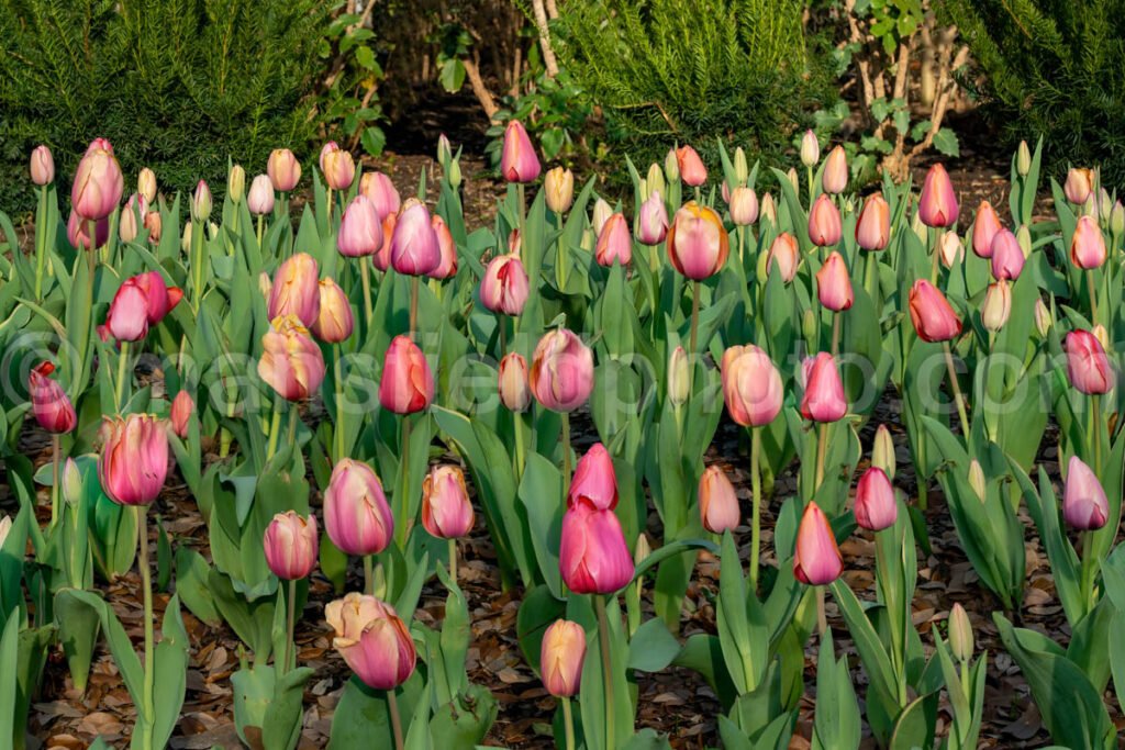 Field Of Tulips A4-13297 - Mansfield Photography