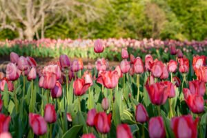 Field Of Tulips A4-13303 - Mansfield Photography