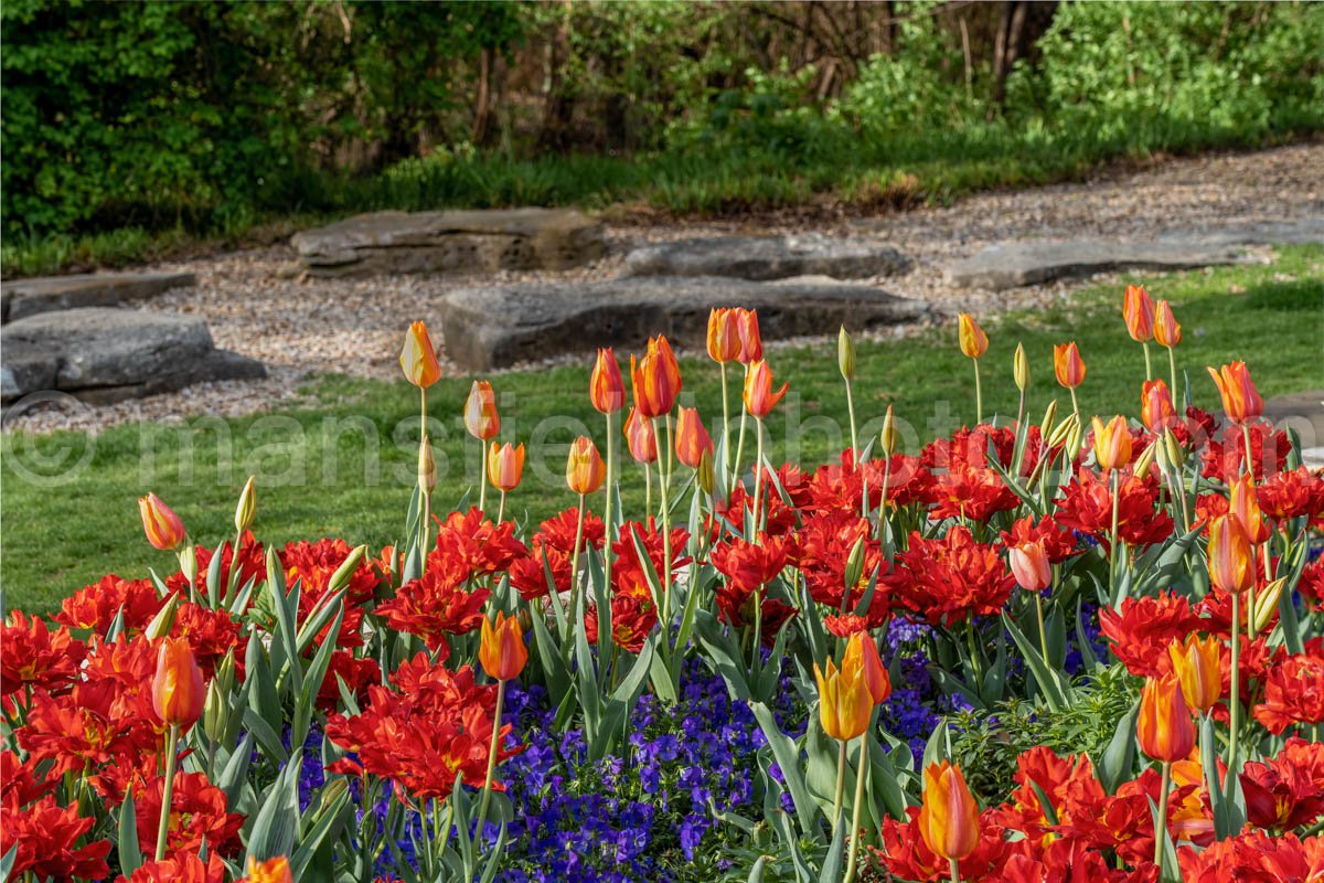 Bright Tulips A4-13318