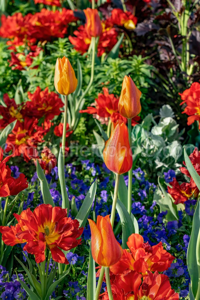 Bright Tulips A4-13321