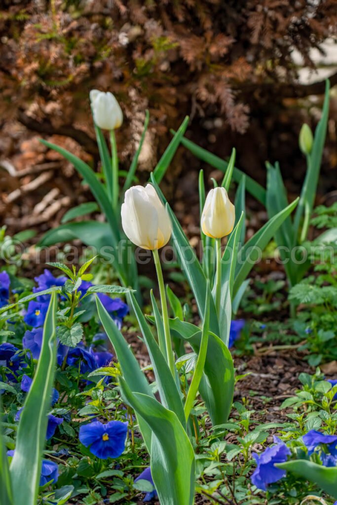 White Tulips A4-13332 - Mansfield Photography