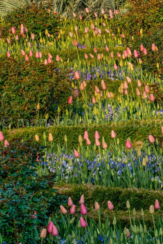 Tulips In The Rose Garden A4-13357B - Mansfield Photography