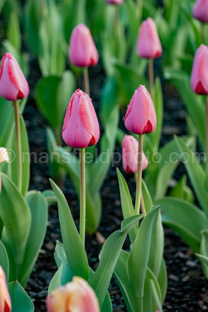 Pink Tulips A4-13387 - Mansfield Photography