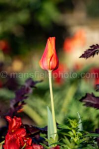 Tulip A4-13389 - Mansfield Photography