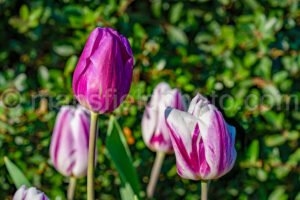 Tulips A4-13396 - Mansfield Photography