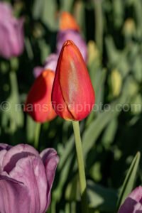 Red Tulip A4-13463 - Mansfield Photography