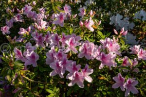 Flowers At Dallas Arboretum A4-13480 - Mansfield Photography