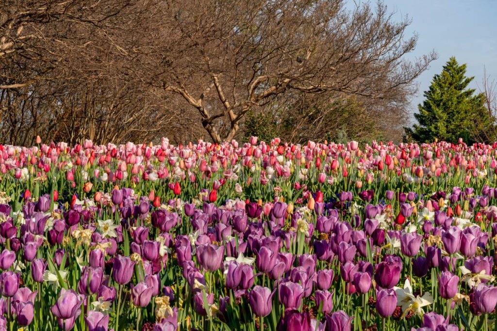 Field Of Tulips A4-13484 - Mansfield Photography