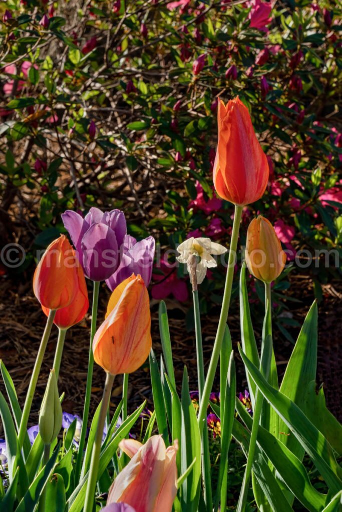 Tulips A4-13490 - Mansfield Photography