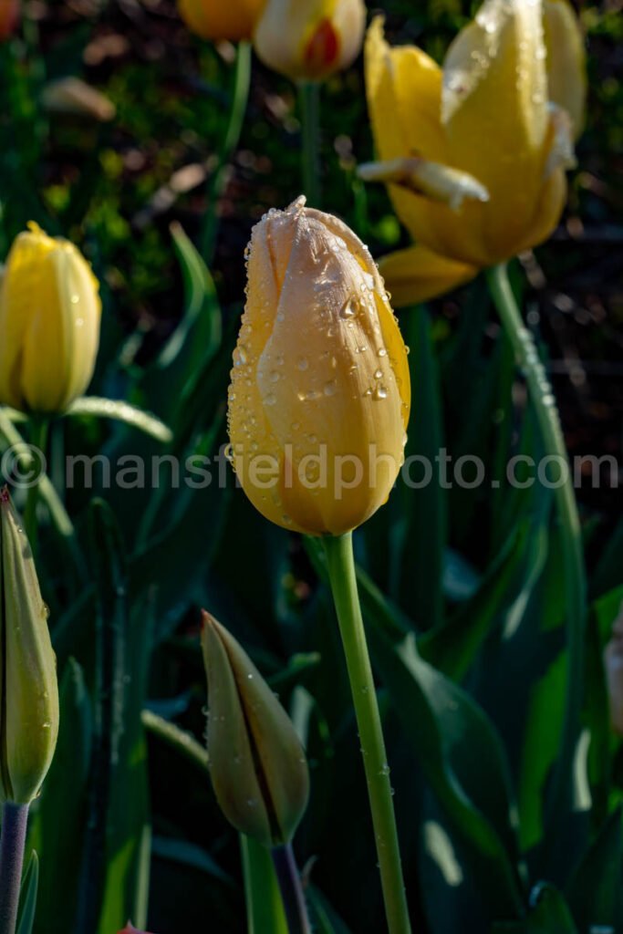 Tulip A4-13510 - Mansfield Photography