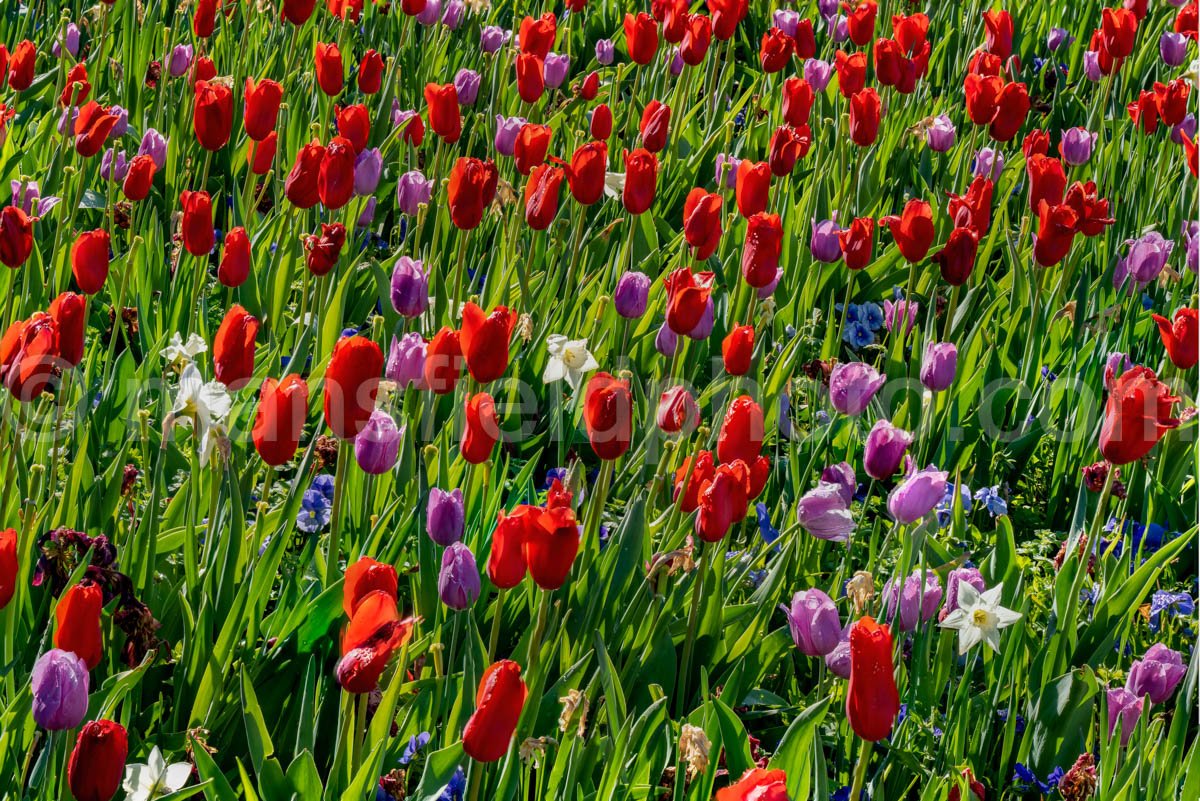 Tulips A4-13535