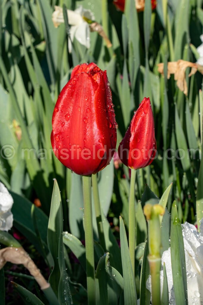 Tulips A4-13542 - Mansfield Photography