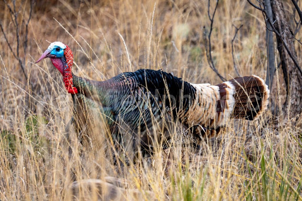 Wild Turkey A4-13635 - Mansfield Photography