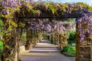 Pathway Through Rose Garden A4-13992 - Mansfield Photography